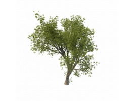 Green maple tree 3d model preview