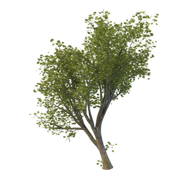Green maple tree 3d rendering