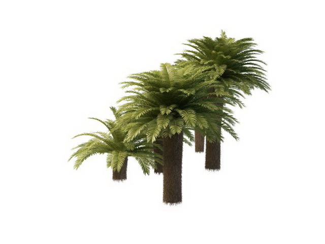 Chinese windmill palm tree 3d rendering