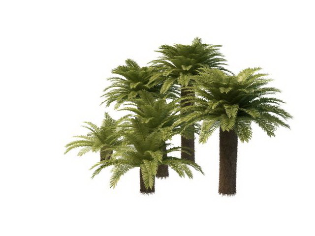 Chinese windmill palm tree 3d rendering