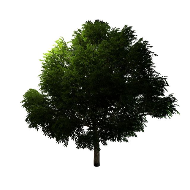 Mahogany tree 3d rendering