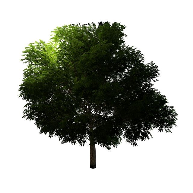 Mahogany tree 3d rendering