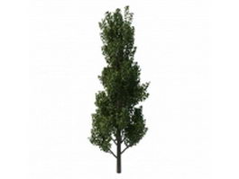 Birch tree 3d model preview