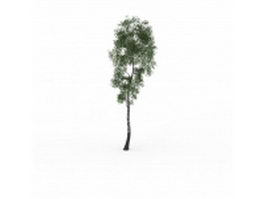 White birch tree 3d model preview