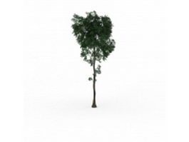 Pistachio tree 3d model preview