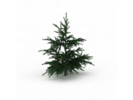 Sicilian fir tree 3d model preview