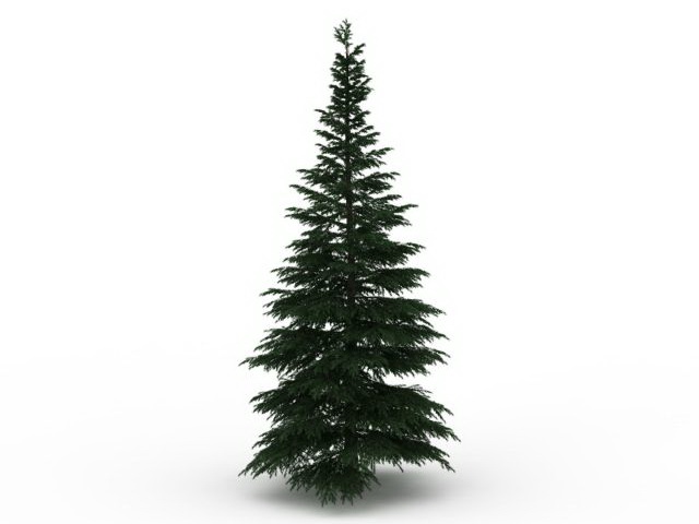 Russian fir tree 3d rendering
