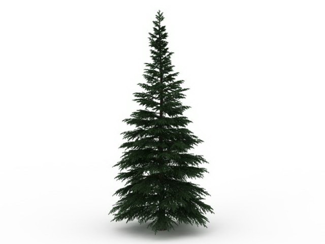 Russian fir tree 3d rendering