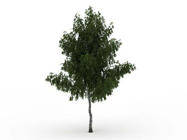 Common ash tree 3d rendering