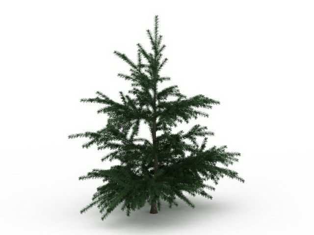 Fir Christmas tree 3d rendering