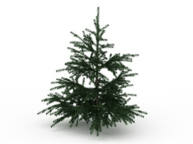 Fir Christmas tree 3d rendering
