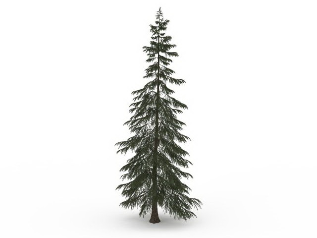 Turkish fir tree 3d rendering