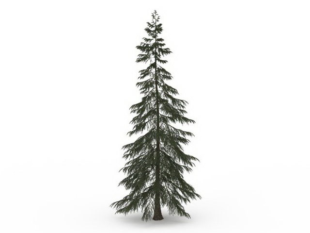 Turkish fir tree 3d rendering