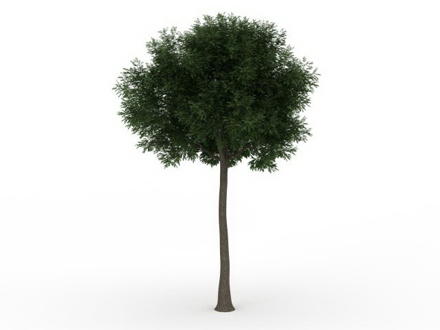 Landscape pine tree 3d rendering