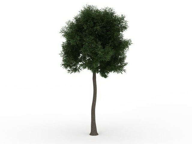 Landscape pine tree 3d rendering