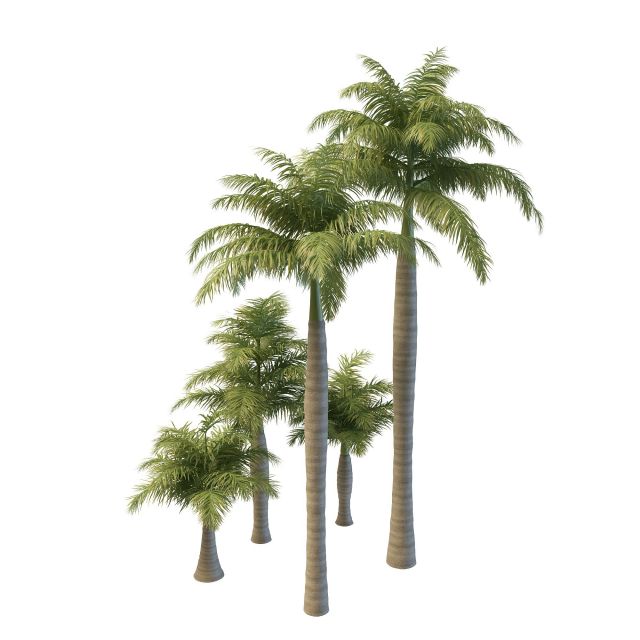 Royal palm trees 3d rendering