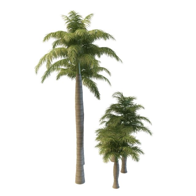 Royal palm trees 3d rendering