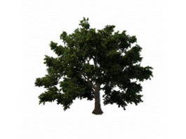 Rock maple tree 3d model preview