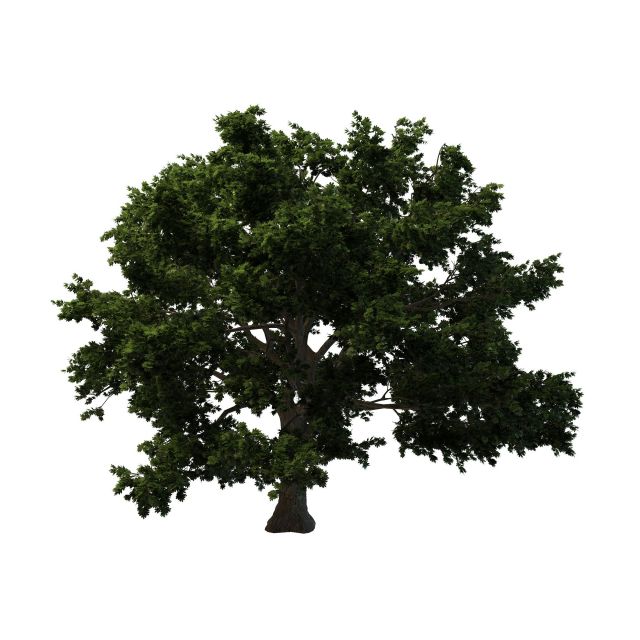 Rock maple tree 3d rendering