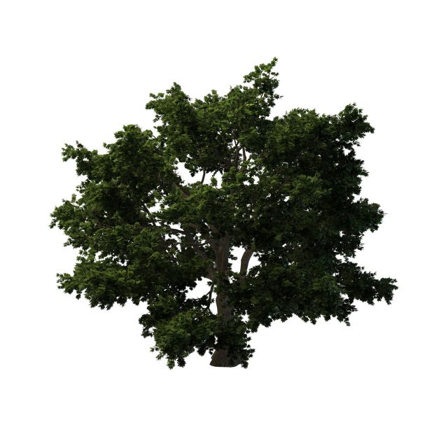 Rock maple tree 3d rendering