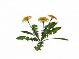 Marigold plant 3d model preview