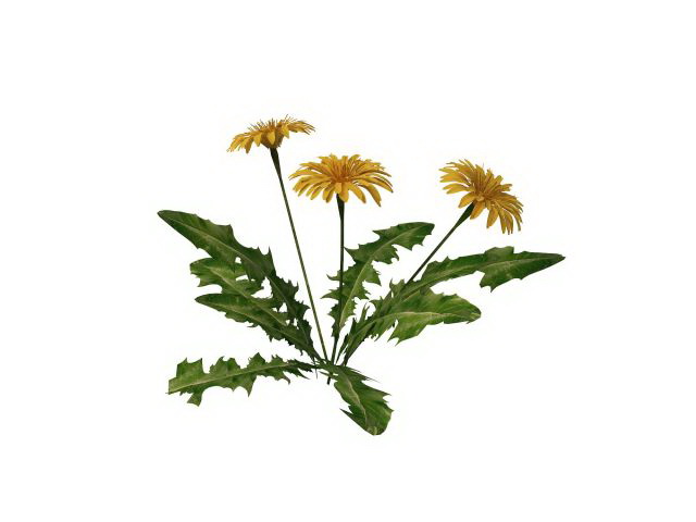 Marigold plant 3d rendering