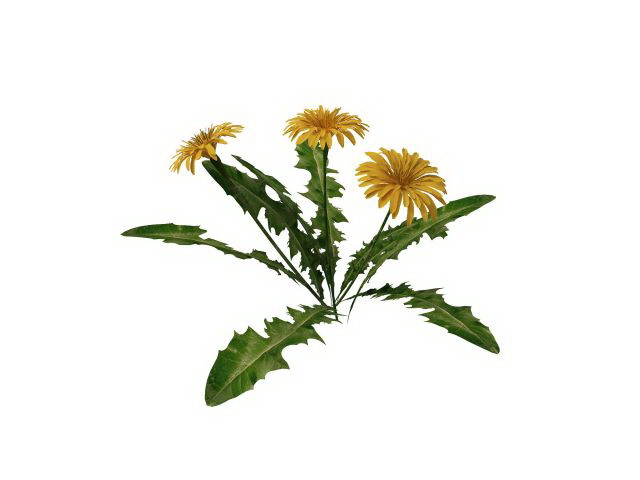 Marigold plant 3d rendering