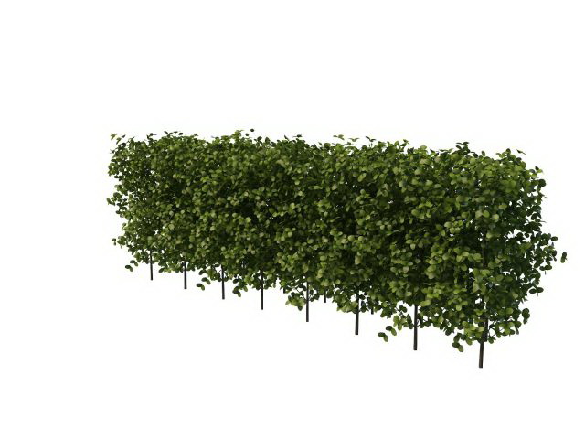 Boxwood hedge plants 3d rendering