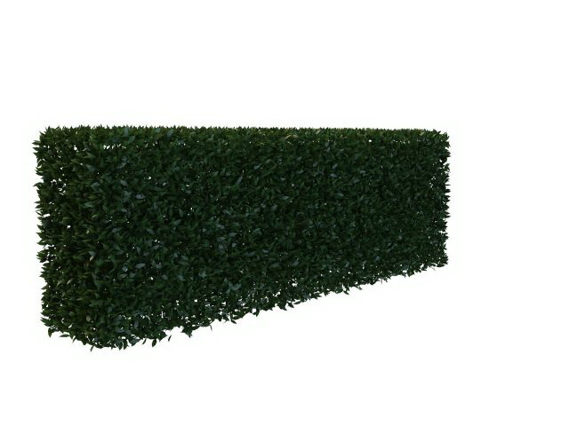 Trimmed hedge shrub 3d rendering
