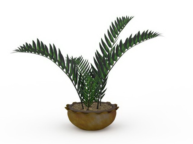 House ferns plants 3d rendering