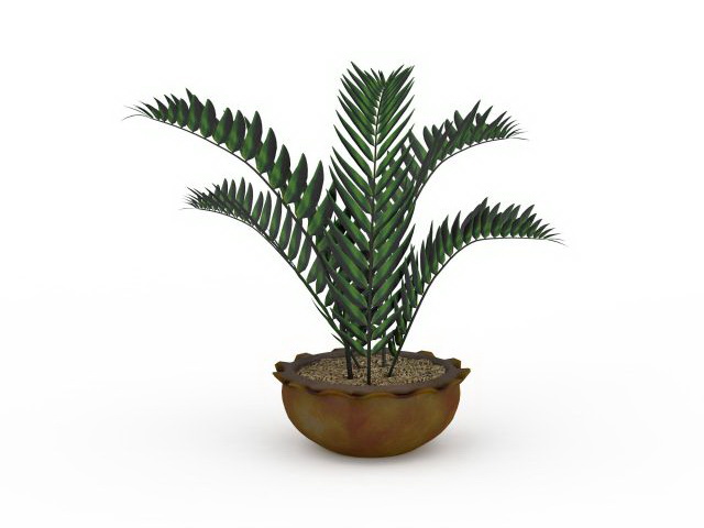 House ferns plants 3d rendering