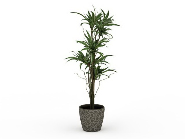 Potted ornamental trees 3d rendering