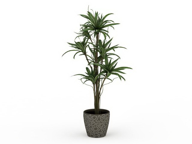Potted ornamental trees 3d rendering