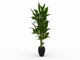 Indoor dracaena corn plant 3d model preview