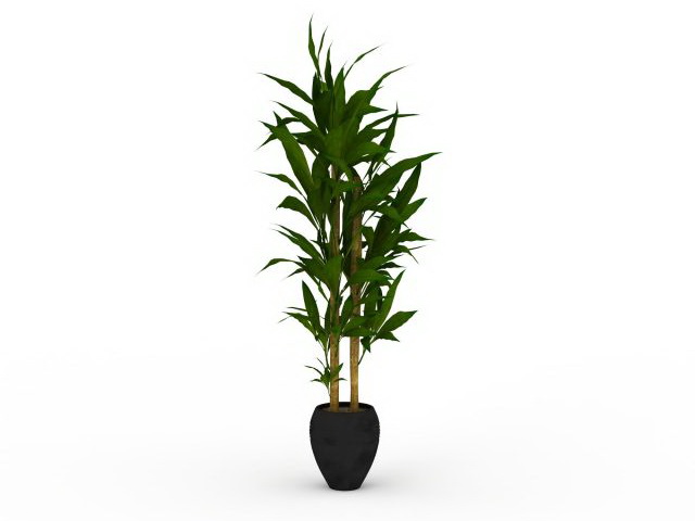 Indoor dracaena corn plant 3d rendering