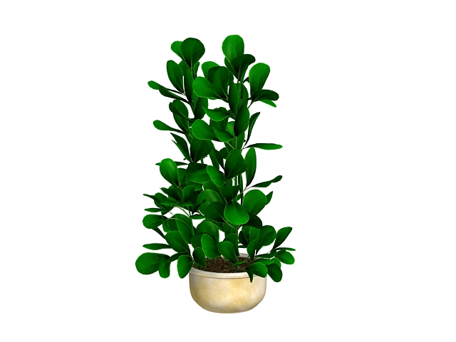 Evergreen potted plant 3d rendering