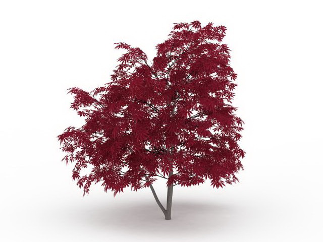 Purple maple tree 3d rendering