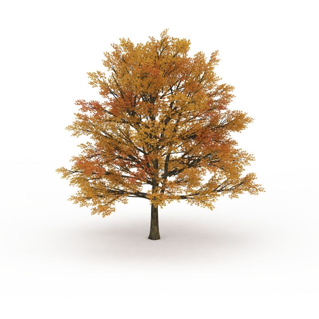 Fall color tree 3d rendering