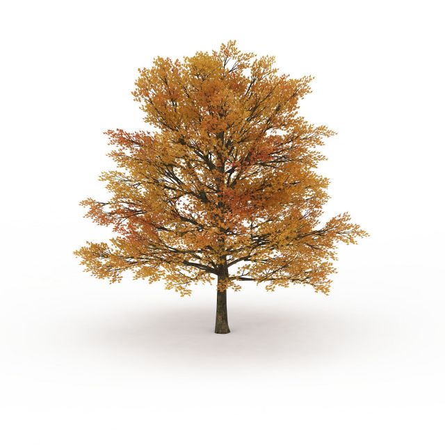 Fall color tree 3d rendering