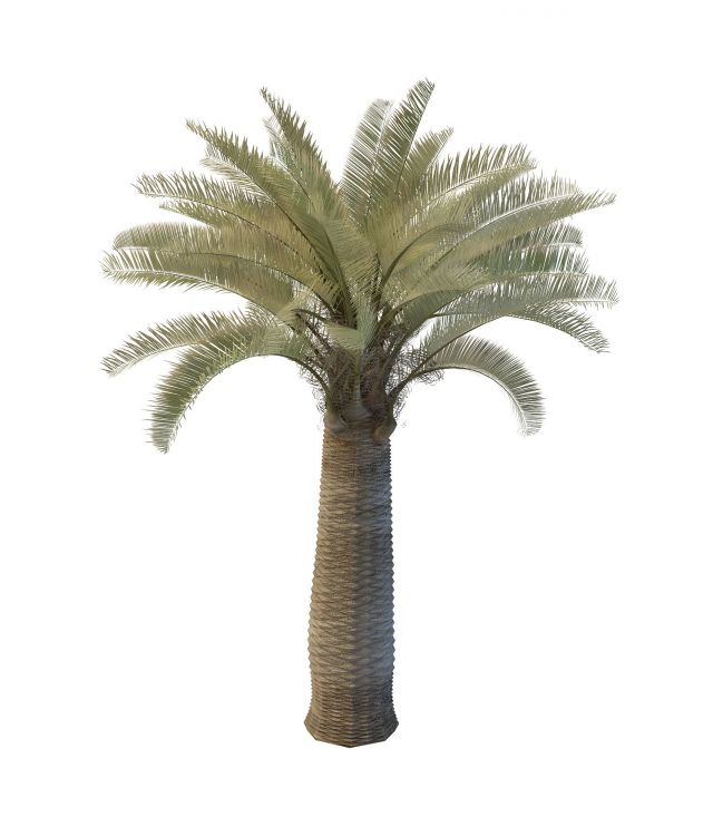 Date palm tree 3d rendering
