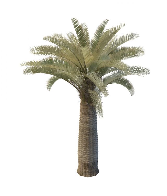Date palm tree 3d rendering