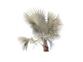 Bismarckia palm 3d model preview