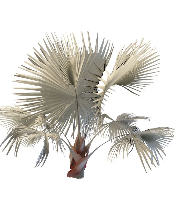 Bismarckia palm 3d rendering