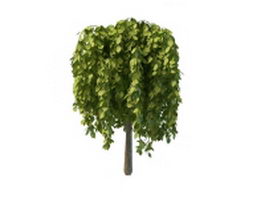 Weeping evergreen trees for landscaping 3d model preview