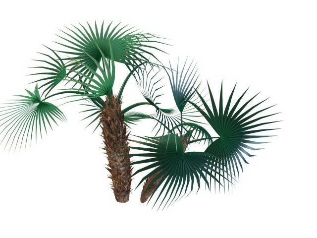 European fan palm 3d rendering