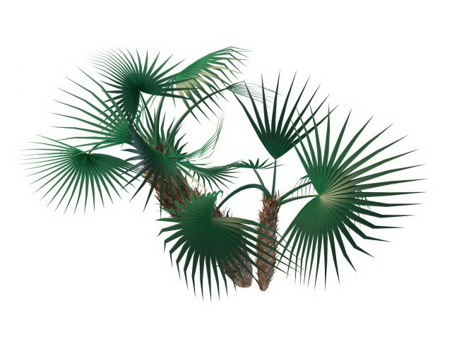 European fan palm 3d rendering