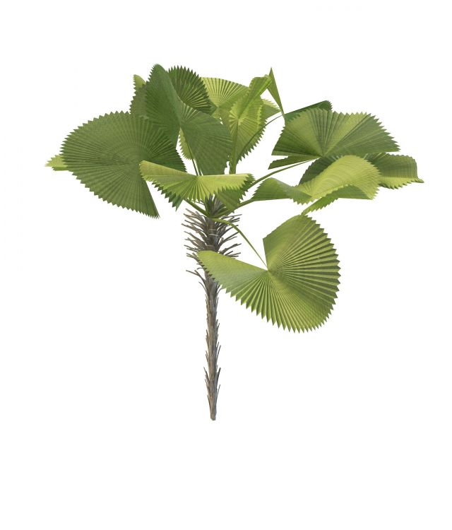 Parasol palm tree 3d rendering