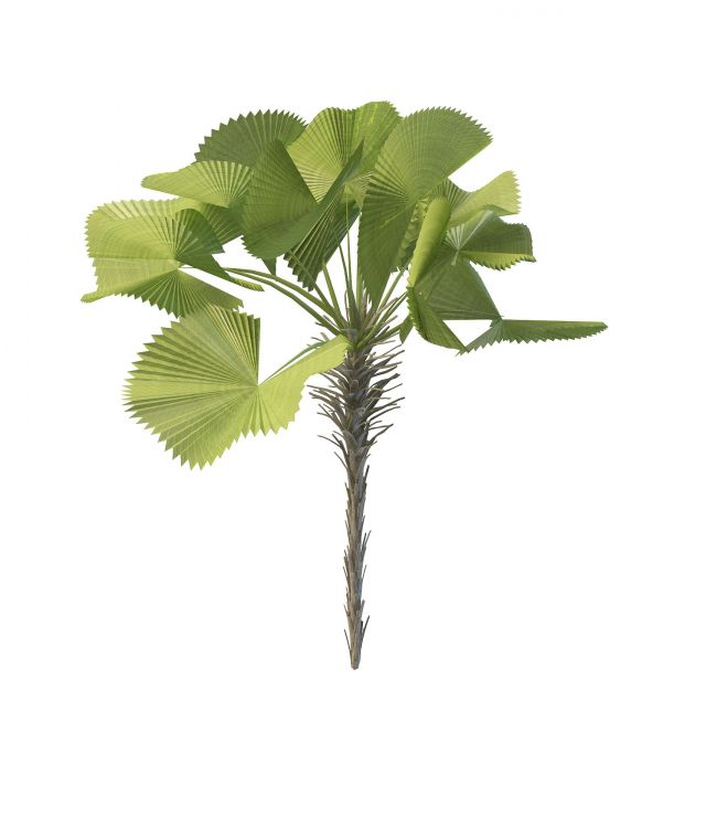 Parasol palm tree 3d rendering