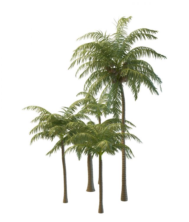 Coconut palm trees 3d model 3ds max files free download - CadNav