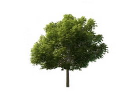 Sycamore tree 3d model preview